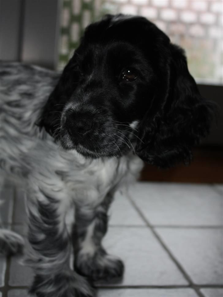 Cocker spaniel Castello - Castello som hvalp, overvejer hvad han nu skal finde på af ulykker (; billede 4