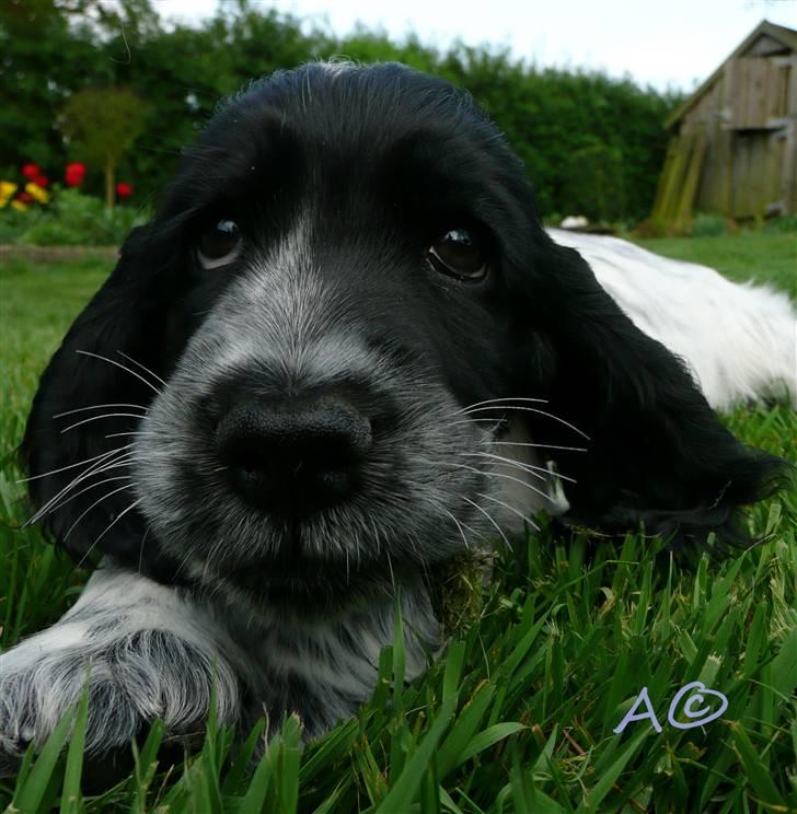Cocker spaniel Castello - Gnasker i dejligt vissent græs (; billede 5