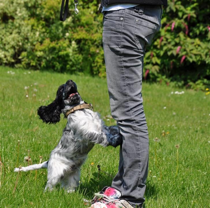 Cocker spaniel Castello - "Se jeg danser! må jeg få en godbid nuu??" Ivrig Castello, 13 uger gammel billede 6