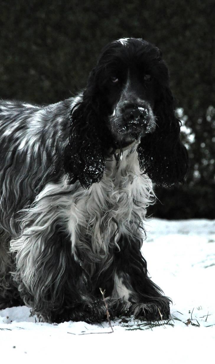 Cocker spaniel Castello - I sneen 11 måneder gammel, han elsker sne(: billede 7