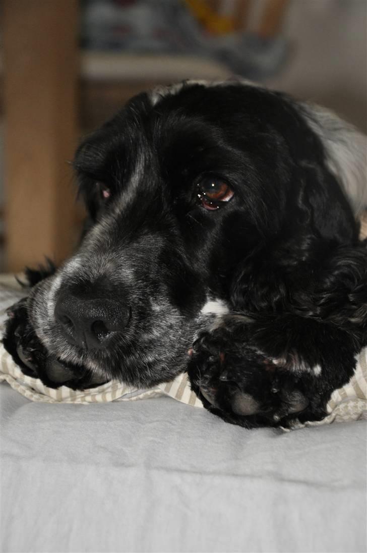 Cocker spaniel Castello - Det er hårdt at være hund, så jeg tager mig lige en slapper i din seng (; billede 8