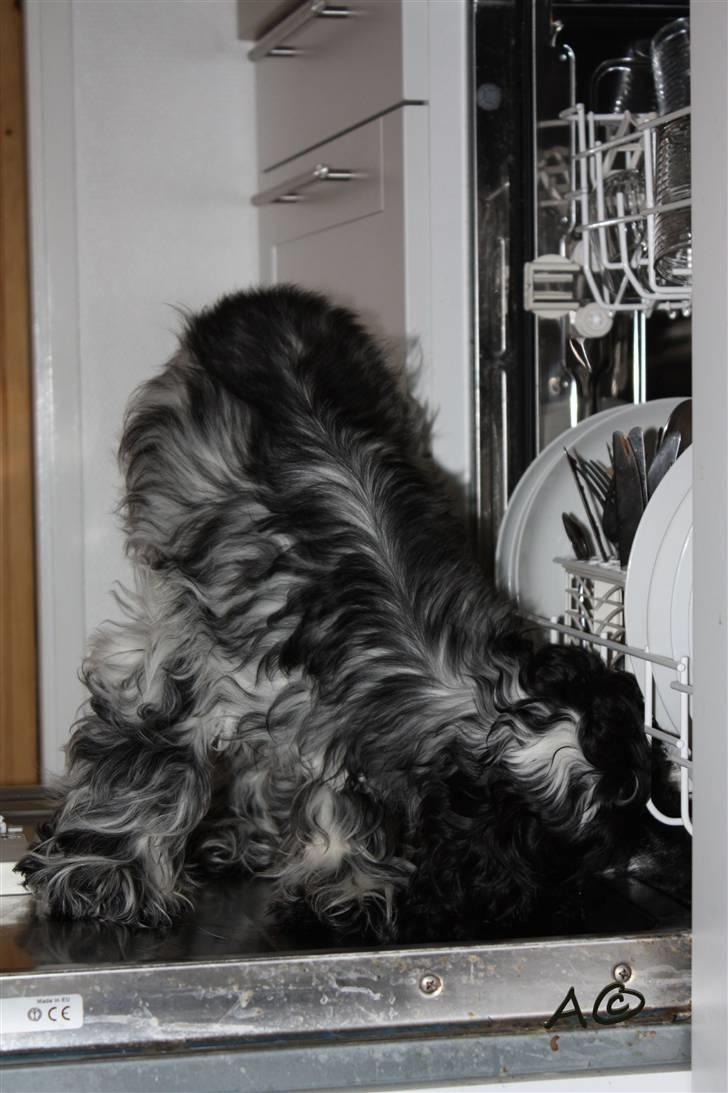 Cocker spaniel Castello - "Tsk tsk, hvorfor brokker mennesker sig dog over opvask. Jeg synes det er deejligt !" billede 9