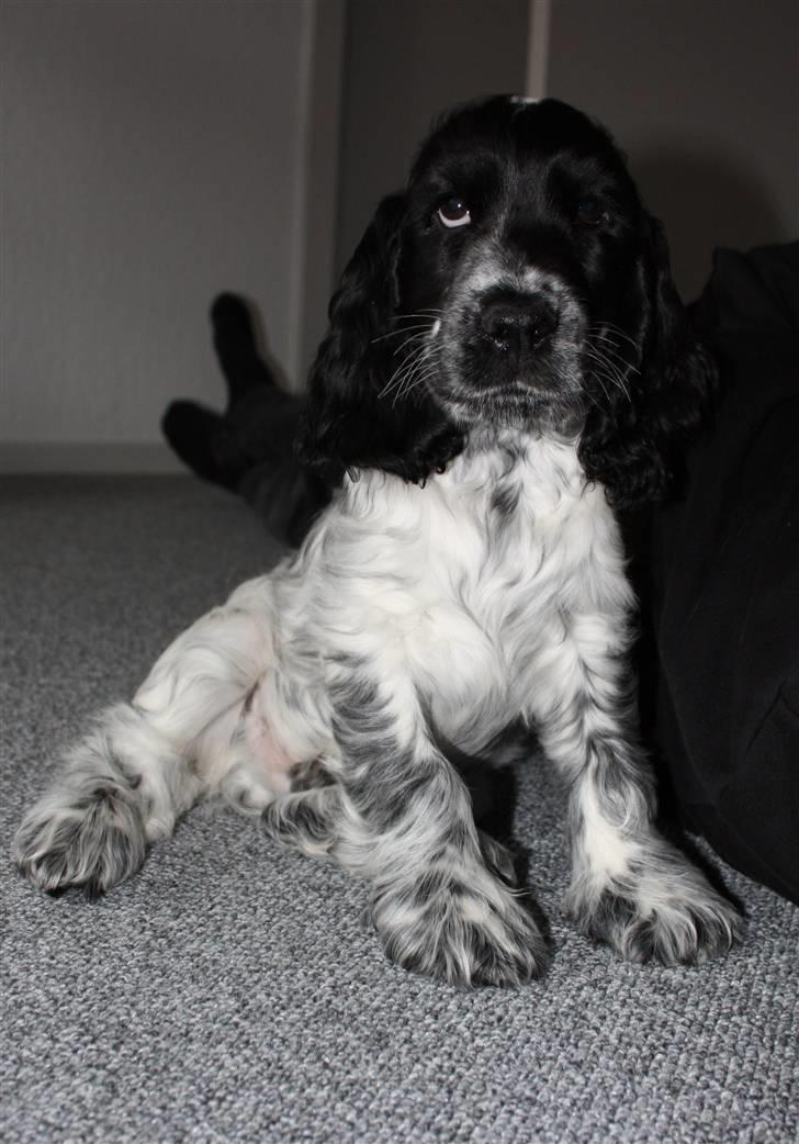 Cocker spaniel Castello - 2 sekunders stilhed (; 12 uger billede 10