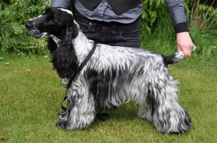 Cocker spaniel Castello - Castello 15 måneder på skue (: billede 11