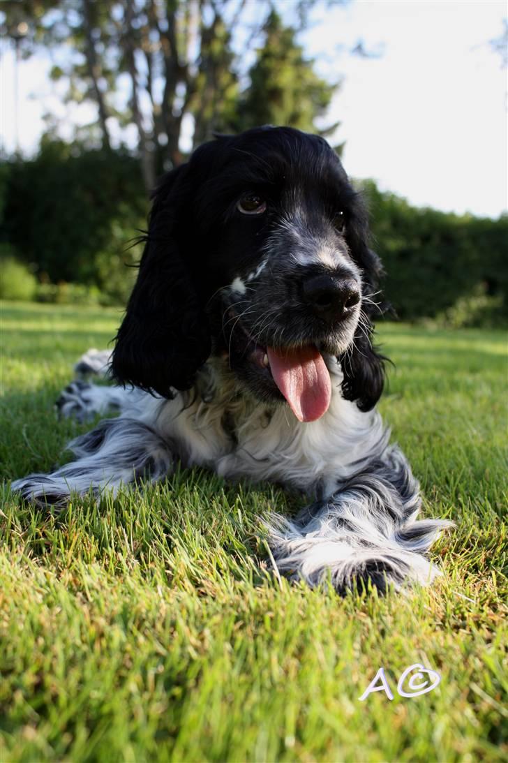 Cocker spaniel Castello - Kigger efter bolden (; billede 12