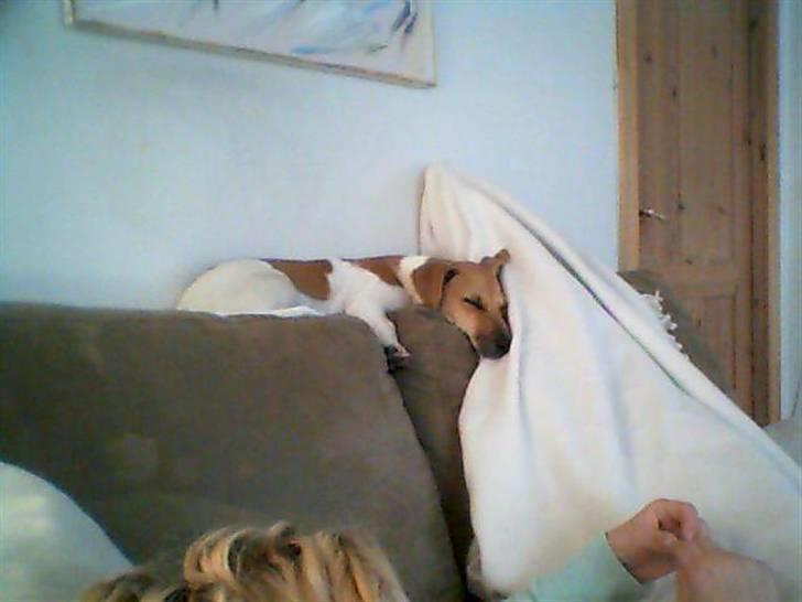 Jack russell terrier Aristo - 20/4-09 billede 10