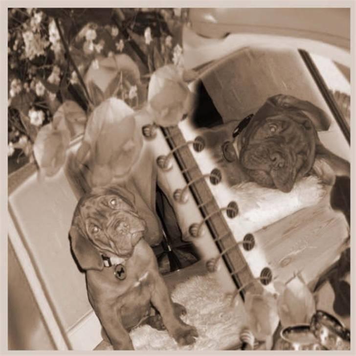 Dogue de bordeaux Cobberhouse's Buena Vista billede 15