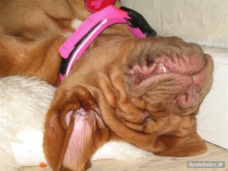 Dogue de bordeaux Cobberhouse's Buena Vista - uhh det er skønt at være hvalp:o) billede 16