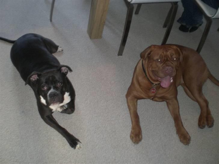 Dogue de bordeaux Cobberhouse's Buena Vista - besøg af min gode ven bailey fra kolding;o) billede 17