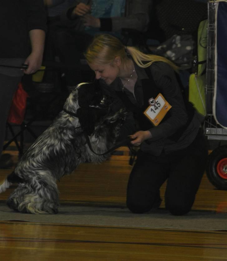 Cocker spaniel Castello - Castello med på skue, vi fjoller lidt inden det er vores tur (; billede 13