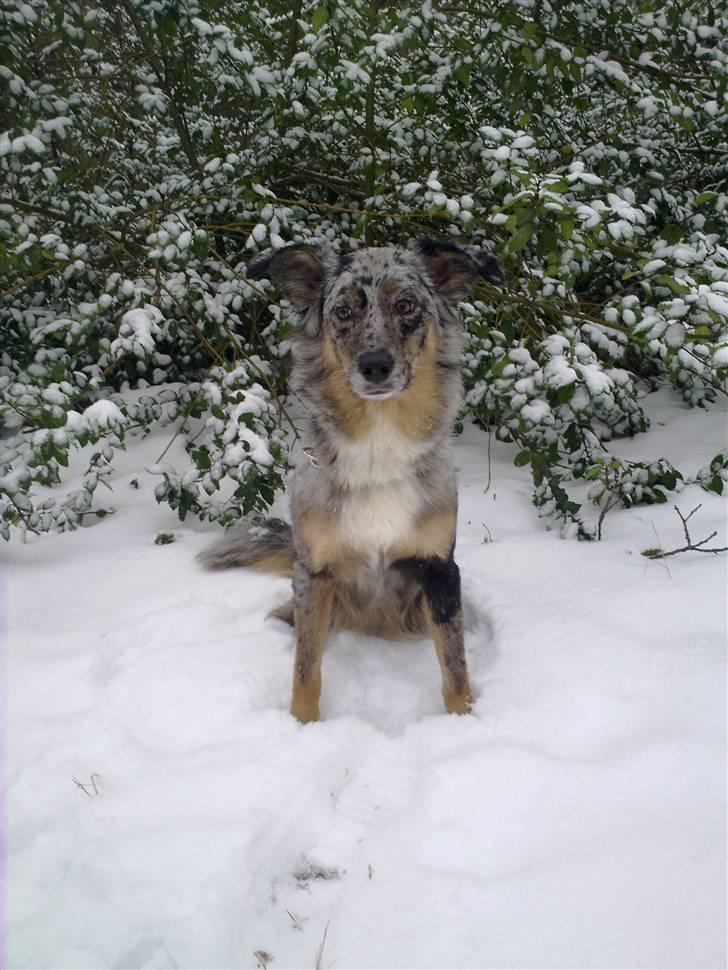Blanding af racer nevada - nevada nyder der er kommet lidt sne igen billede 6