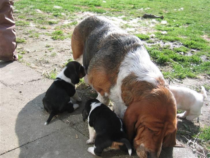 Basset hound Augusta - Augusta med sine hvalpe fra 20.03.09. billede 8