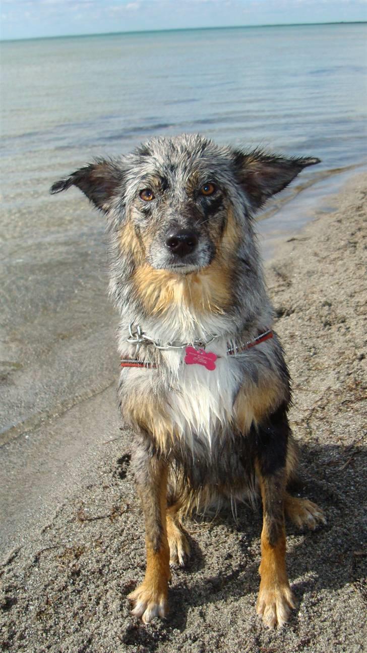 Blanding af racer nevada - mors lille vand hund hun er bare så smuk her  billede 7