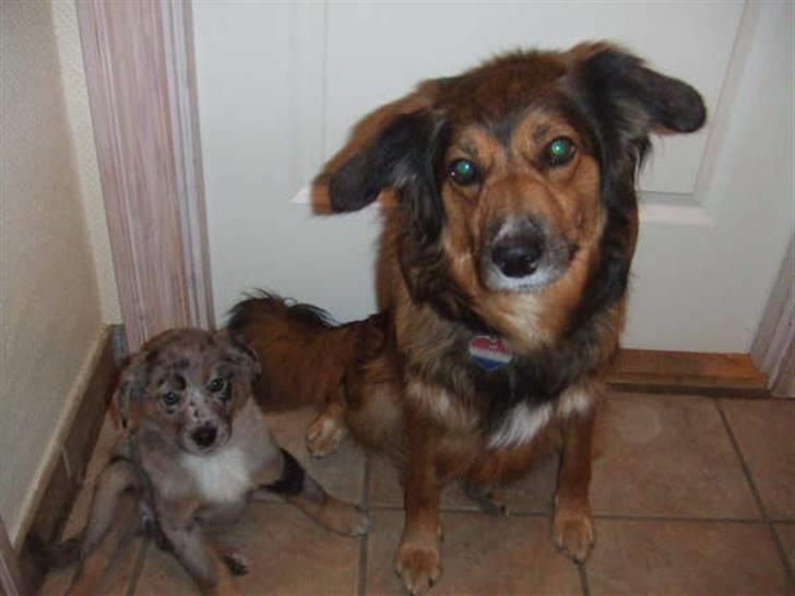 Blanding af racer nevada - lille nevada og mor gloria billede 8