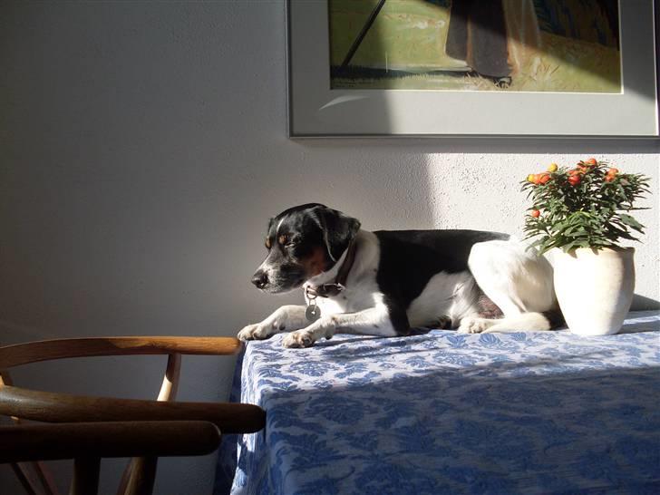 Dansk svensk gaardhund Luggi R.i.p Savner dig i; billede 1