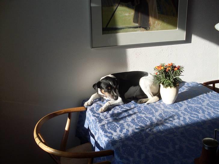 Dansk svensk gaardhund Luggi R.i.p Savner dig i; billede 2