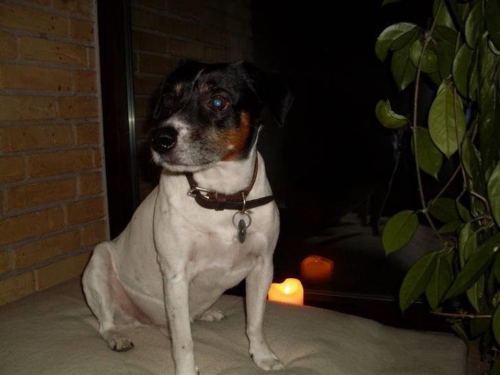 Dansk svensk gaardhund Luggi R.i.p Savner dig i; billede 3