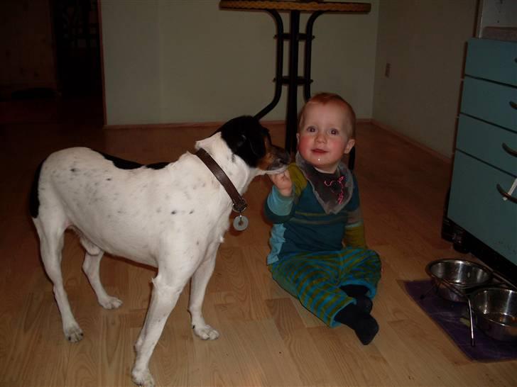 Dansk svensk gaardhund Luggi R.i.p Savner dig i; billede 4