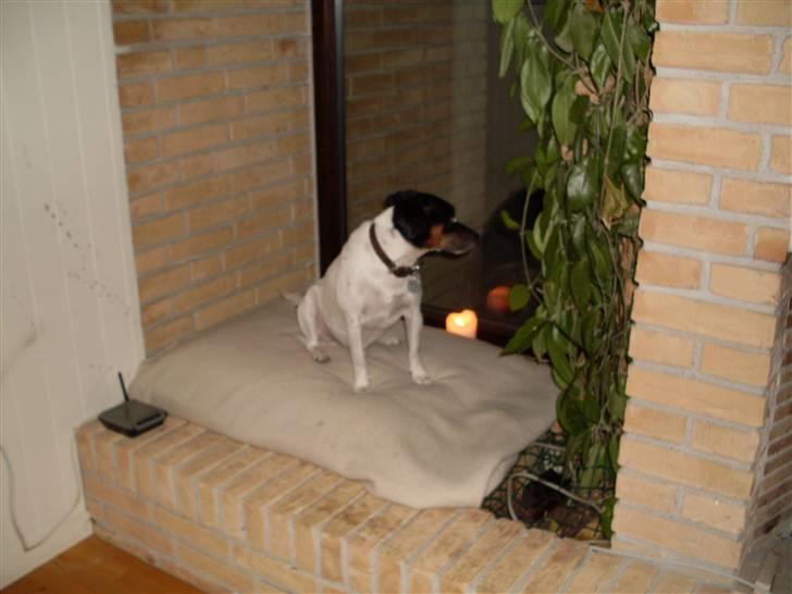 Dansk svensk gaardhund Luggi R.i.p Savner dig i; billede 5