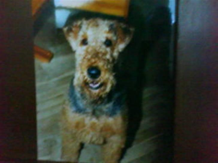 Airedale terrier Chang billede 1