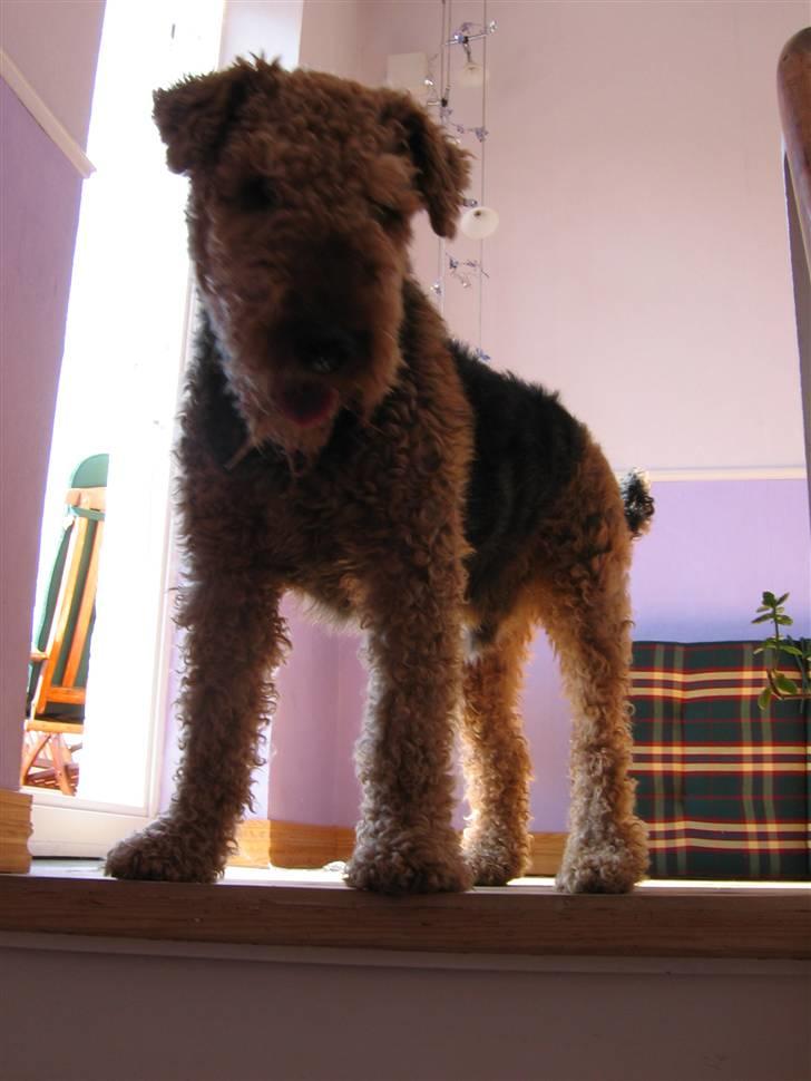 Airedale terrier Chang - Uldtot :D billede 2