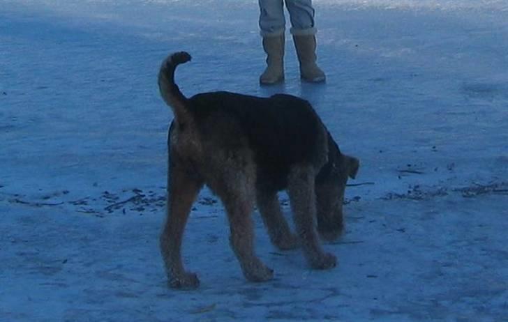 Airedale terrier Chang - Ved Kridtgraven billede 3