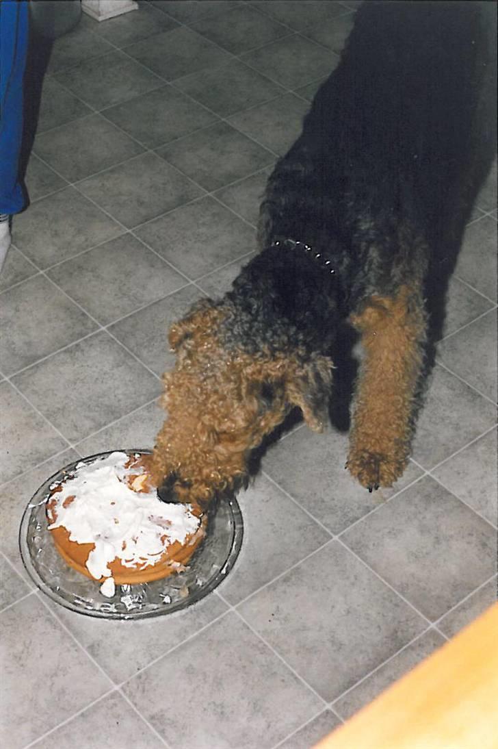 Airedale terrier Chang - Changs fødselsdag :) billede 4