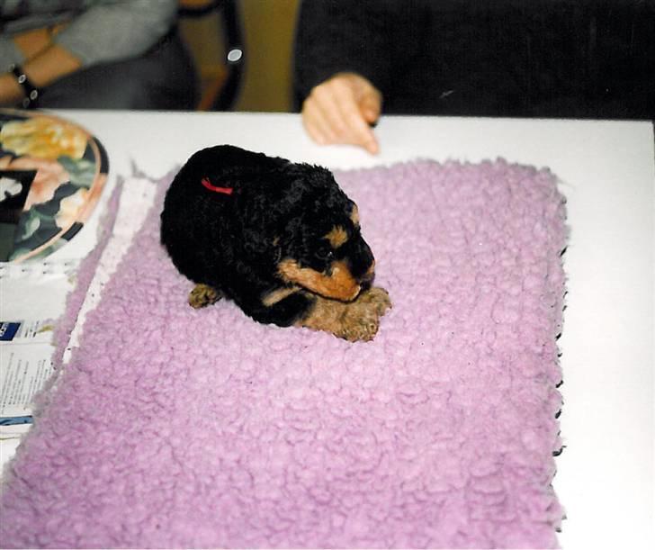 Airedale terrier Chang - Chang som hvalp billede 5