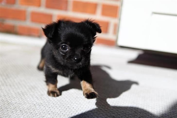 Chihuahua Amy billede 1