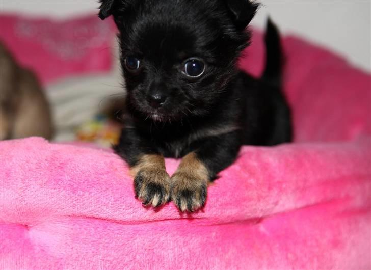 Chihuahua Amy billede 2