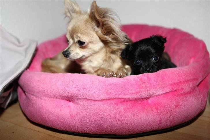 Chihuahua Amy billede 3