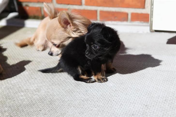 Chihuahua Amy billede 4