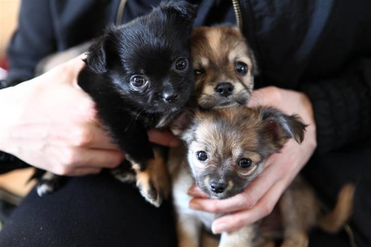 Chihuahua Amy billede 5