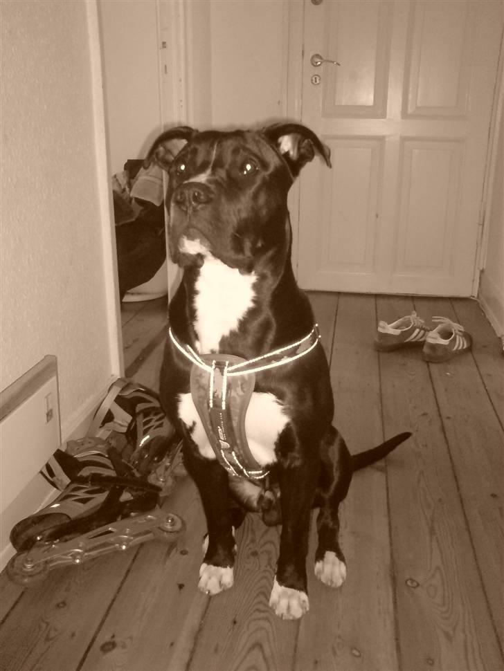 Blanding af racer Santos  R.I.P billede 9