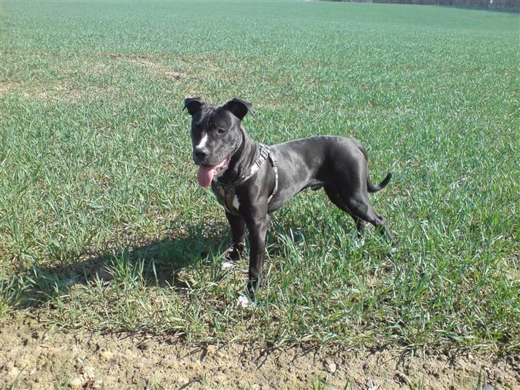 Blanding af racer Santos  R.I.P billede 10