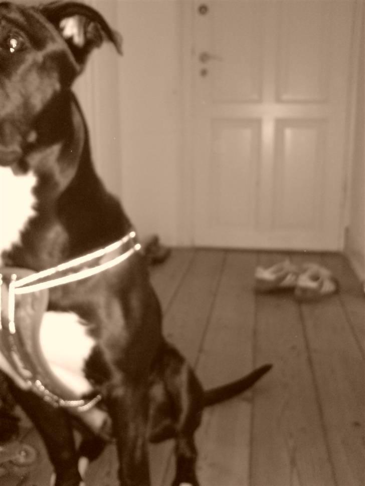 Blanding af racer Santos  R.I.P billede 11