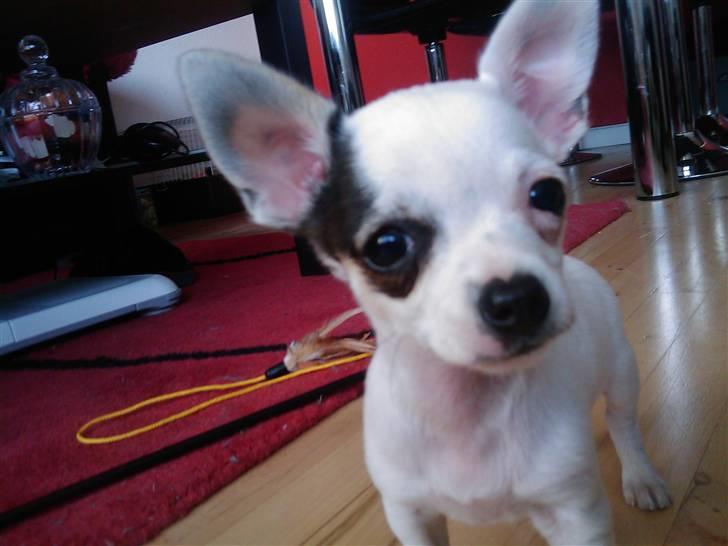 Chihuahua Lucas billede 1