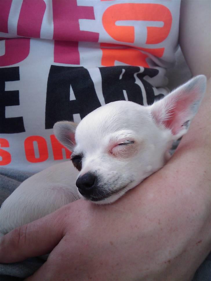 Chihuahua Lucas billede 2