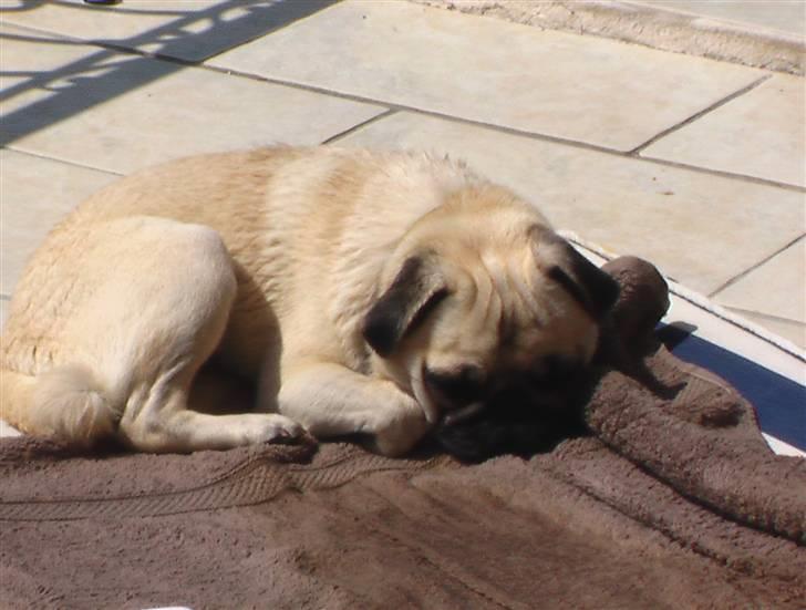 Mops Yvonne (udstationeret) - uuuuuhm, soooool billede 13