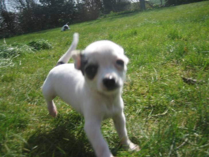 Chihuahua Lucas billede 3