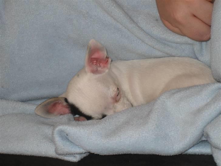 Chihuahua Lucas billede 4
