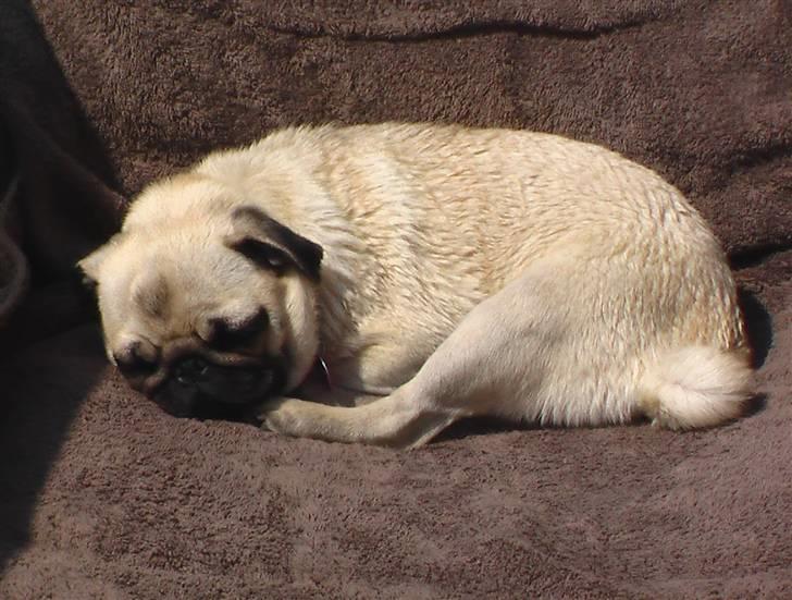 Mops Yvonne (udstationeret) - Har lige snuppet mors solvogn billede 15