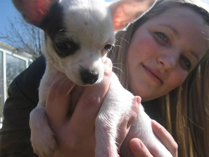 Chihuahua Lucas billede 5
