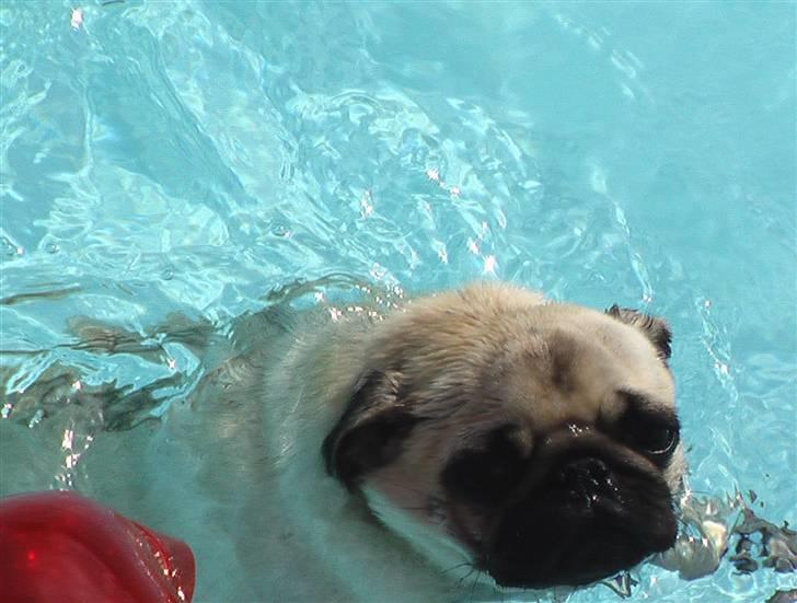 Mops Yvonne (udstationeret) - se, jeg svømmer billede 16