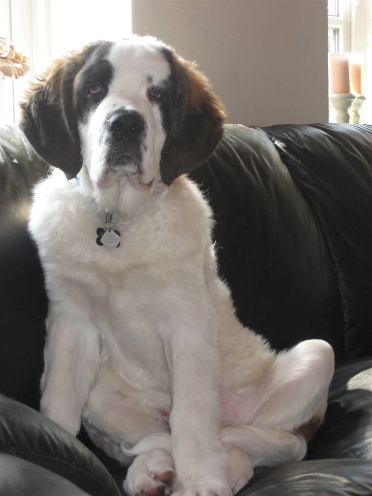 Sankt bernhardshund Basse - så er jeg bare vokset helt vildt... kan i genkende mig :) billede 12