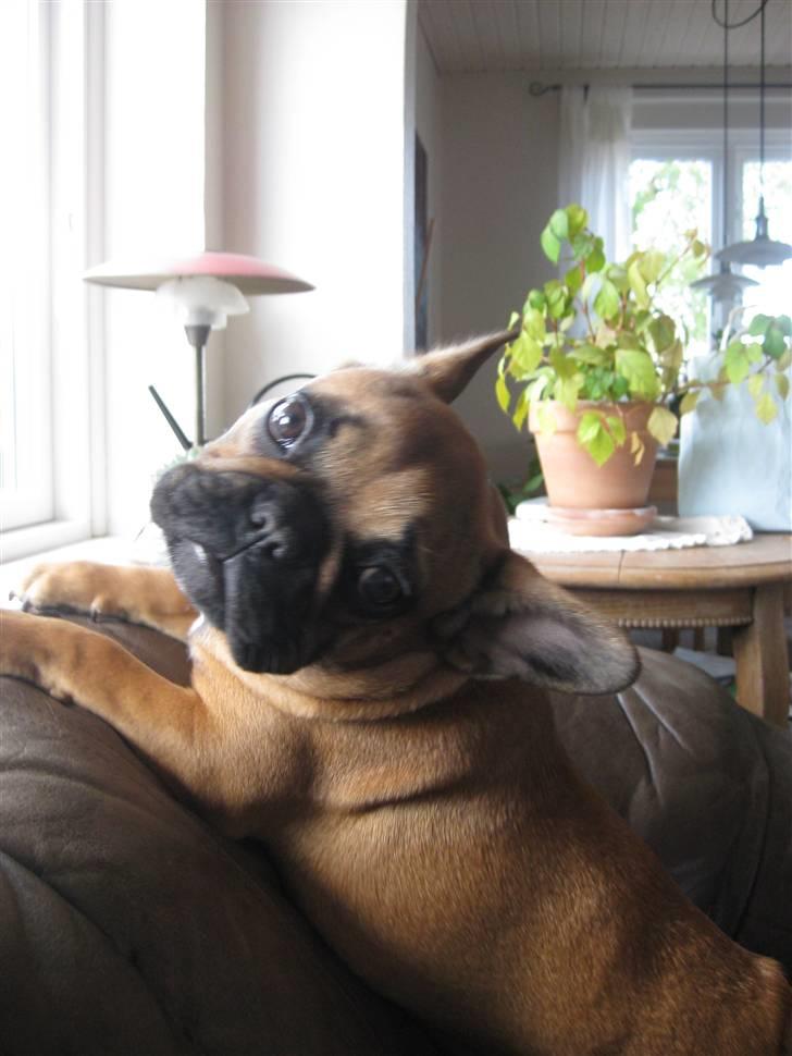 Fransk bulldog Karla - Tag nu et billede mor, se hvor flot jeg er! billede 1