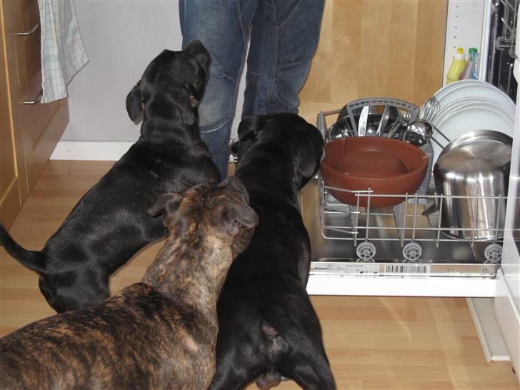 Staffordshire bull terrier Carla billede 20