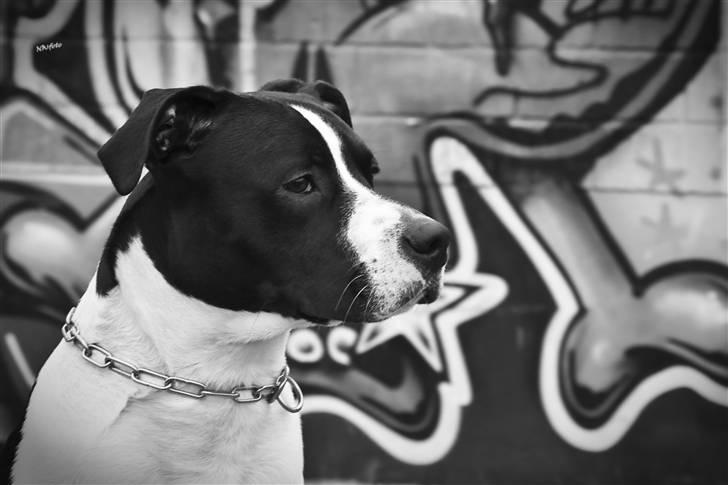 Amerikansk staffordshire terrier Kuno billede 7