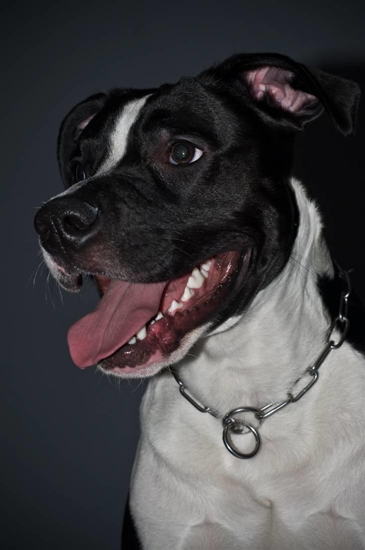 Amerikansk staffordshire terrier Kuno billede 8