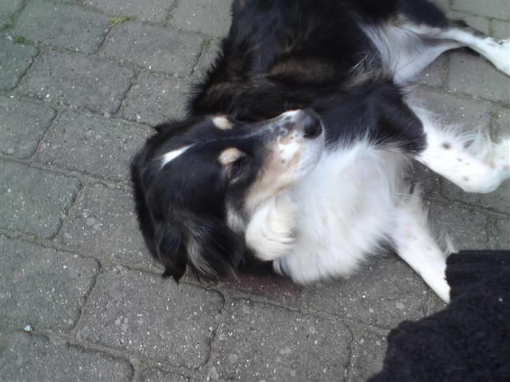 Blanding af racer tulle - dejligt med en lille lur i solen billede 3